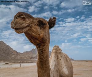 Puzzle Καμήλα στην έρημο